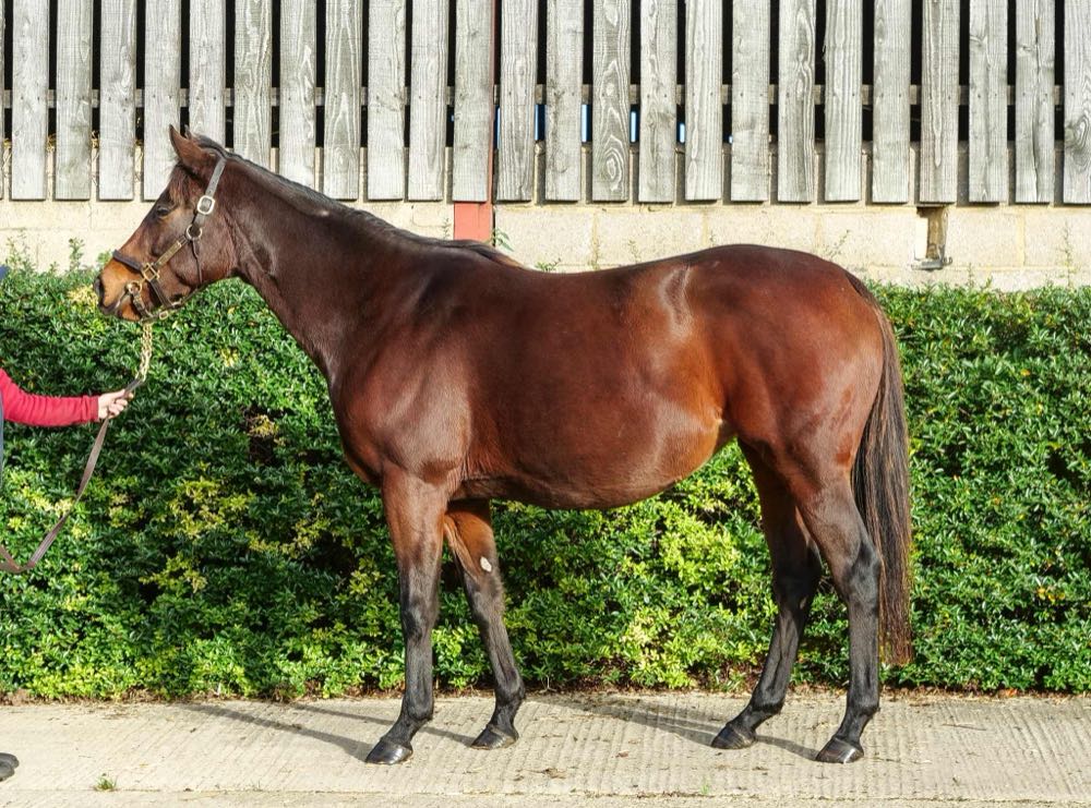 First of May, a bay mare, standing side-on