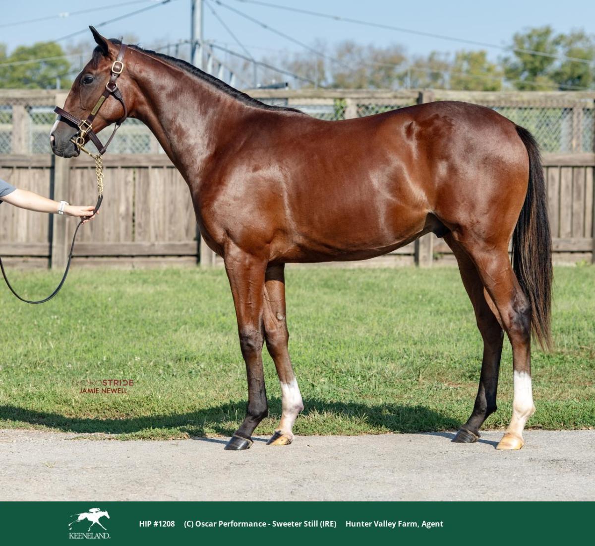 Hip 1208, a bay colt by Oscar Performance out of Sweeter Still (IRE), stood up for the camera at Keeneland
