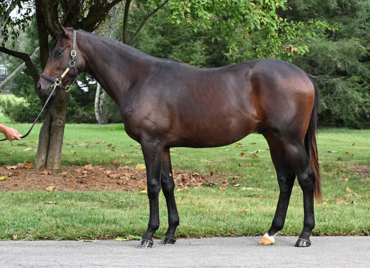 Hip 3217, a dark bay or brown colt by Olympiad out of Outfoxed, stood up for the camera at Keeneland