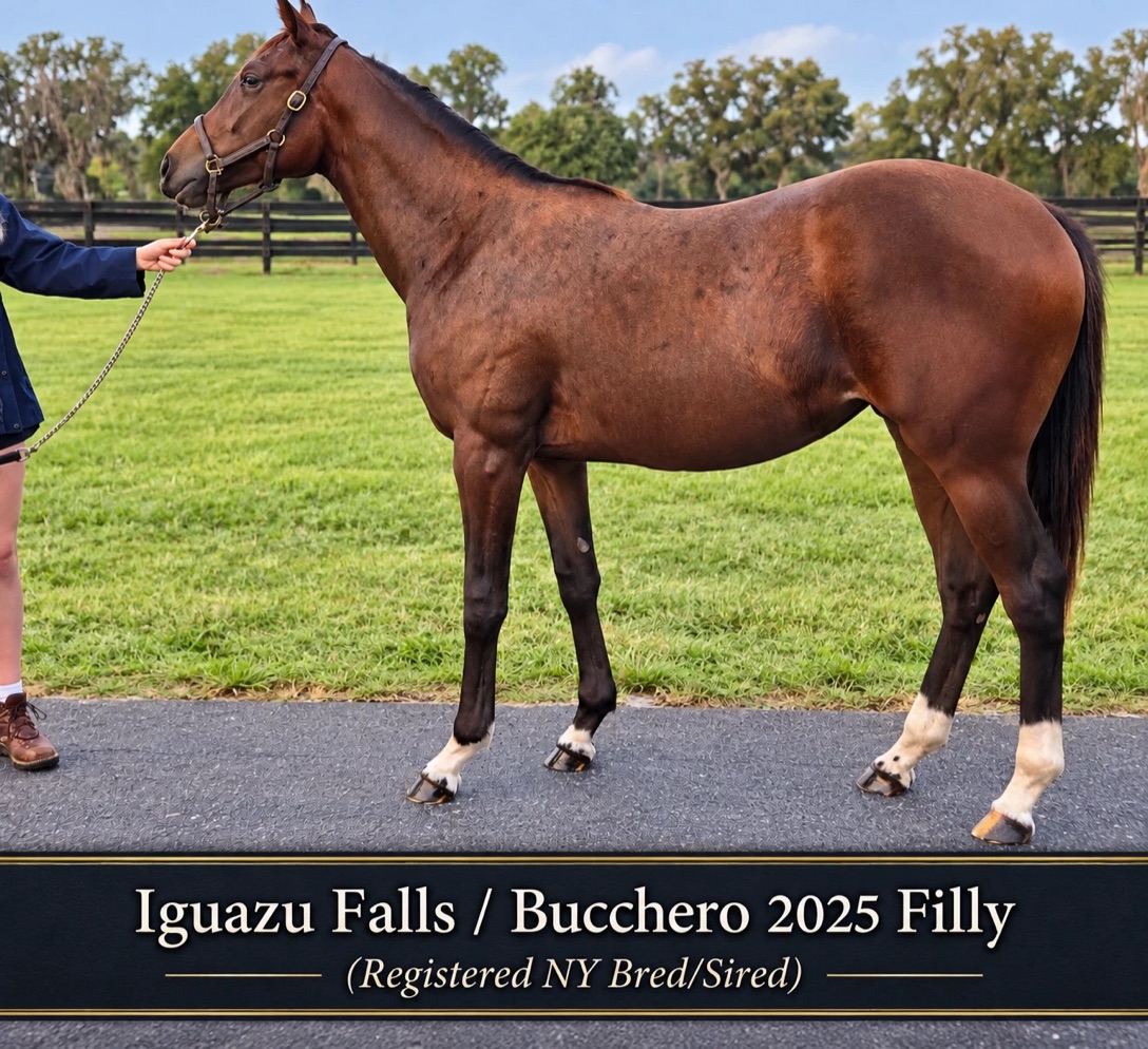 The Iguazu Falls / Bucchero 2025 filly, a dark bay or brown New York-bred filly, standing for the camera