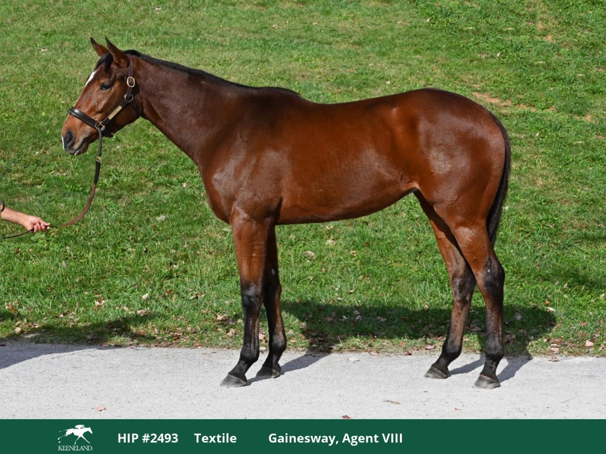 Textile, a bay mare, standing side-on at Keeneland, Hip 2493