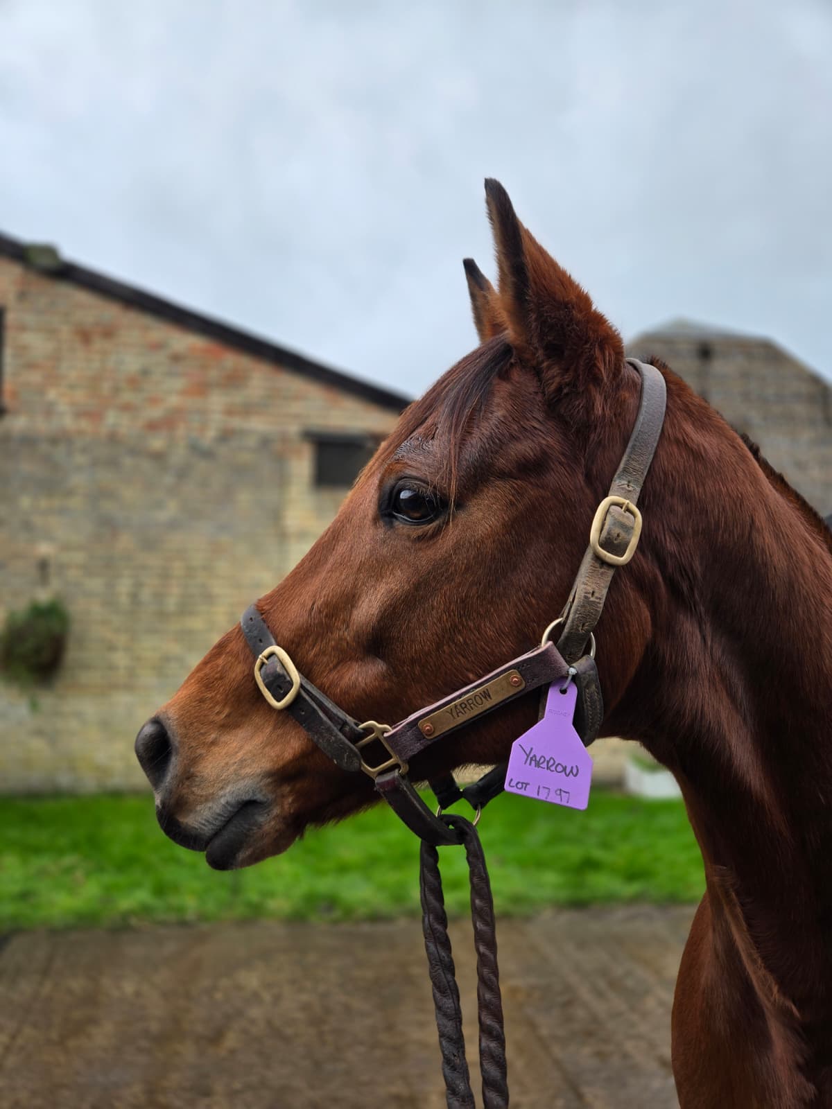 Yarrow, a bay mare, in profile wearing a halter with her name plate