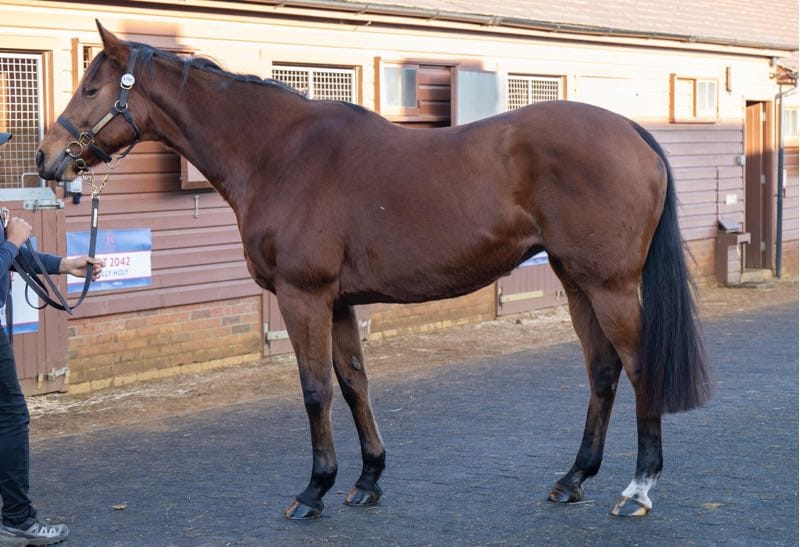 Yarrow, a bay mare, standing side-on at Tattersalls