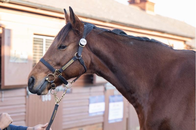 Yarrow at Tattersalls, December 2025