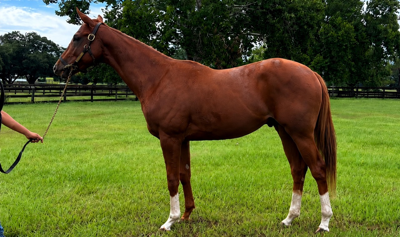 The 2-year-old Bucchero colt out of Silent Triumph, conformation shot